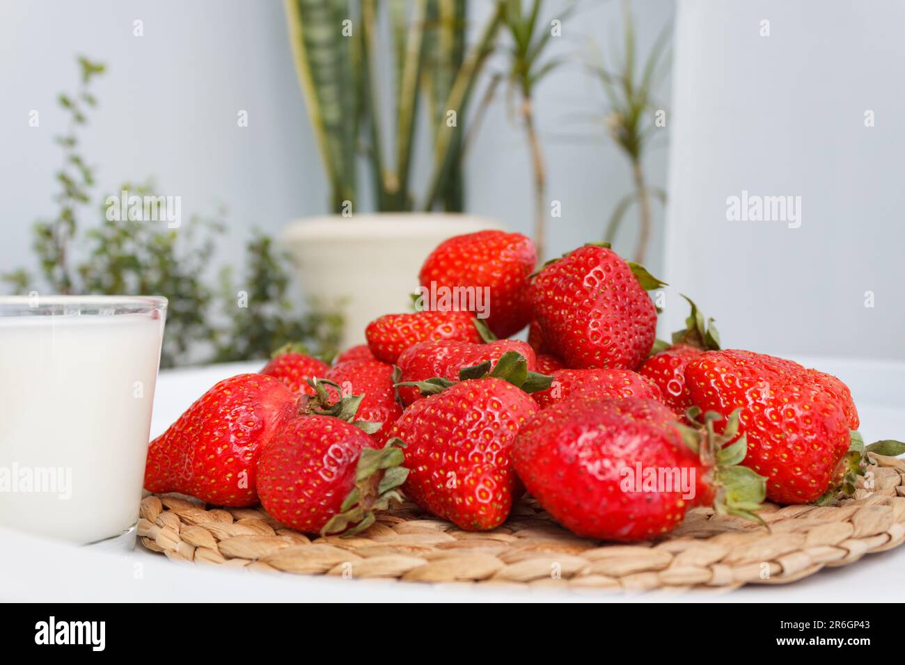 Gros plan sur les fraises juteuses au lait. Banque D'Images