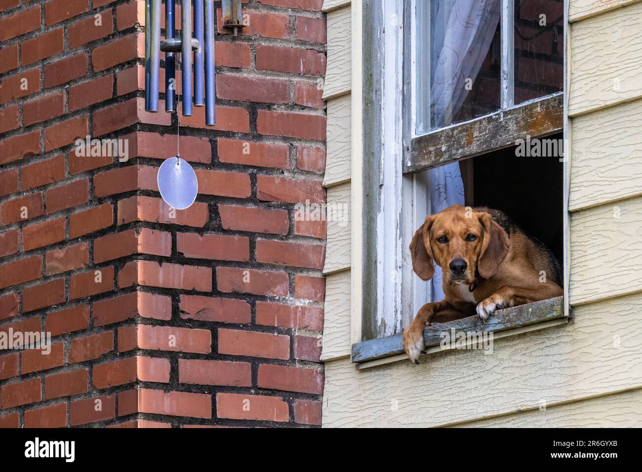 Un chien curieux qui fait le point sur les gens et les voitures qui passent sa maison depuis une fenêtre ouverte à Tybee Island, en Géorgie. (ÉTATS-UNIS) Banque D'Images