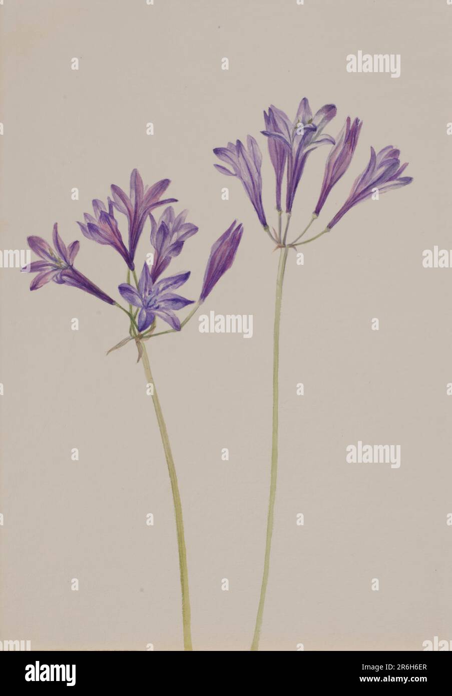 Noix de Brodiaea laxa. Date: 1933. Aquarelle sur papier. Musée: Smithsonian American Art Museum. Banque D'Images