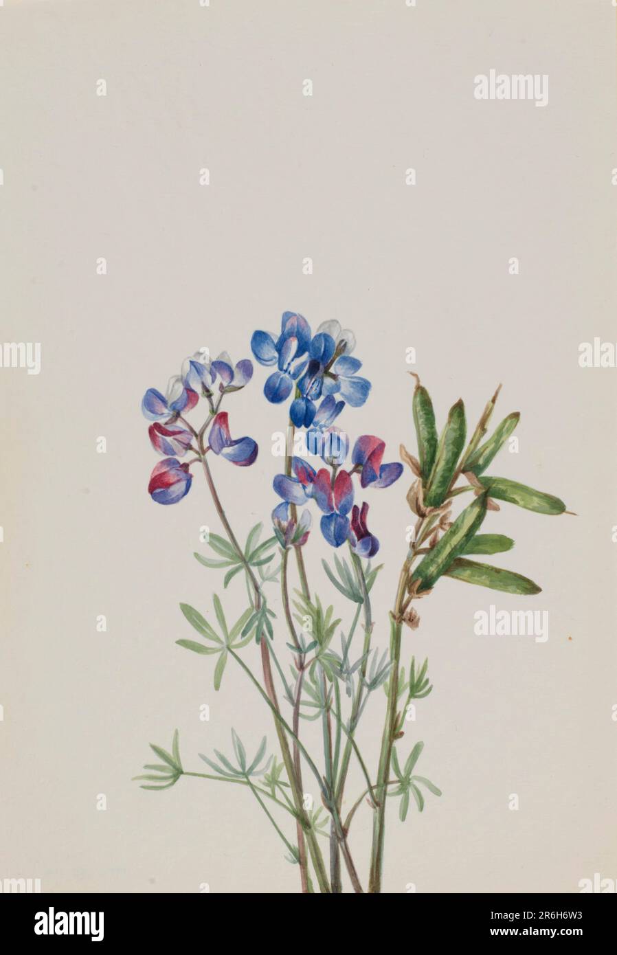 Sans titre--Etude de fleur. Aquarelle sur papier. Date : env. 1900-1930. Musée: Smithsonian American Art Museum. Banque D'Images