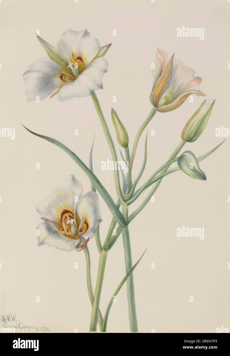 Sego Lily (Calochortus nuttallii). Date: 1933. Aquarelle sur papier. Musée: Smithsonian American Art Museum. Banque D'Images