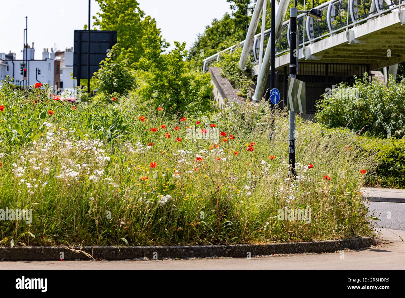 Des fleurs sauvages, dont des coquelicots et des pâquerettes, poussent sur un rond-point respectueux de l'environnement, sur une route très fréquentée au Royaume-Uni Banque D'Images