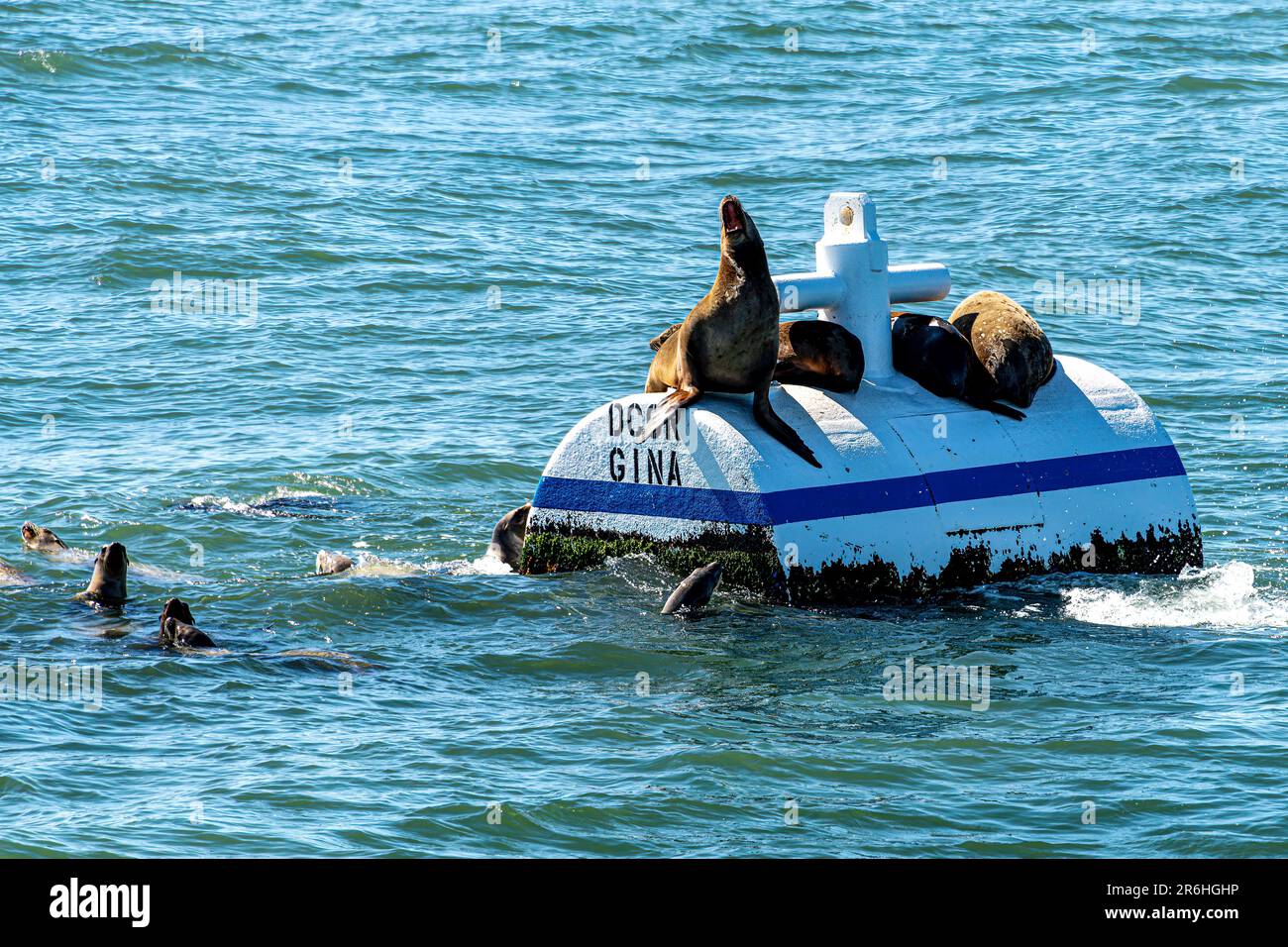 Les otaries jouent dans la voie maritime entre la côte californienne et le parc national des îles Anglo-Normandes Banque D'Images