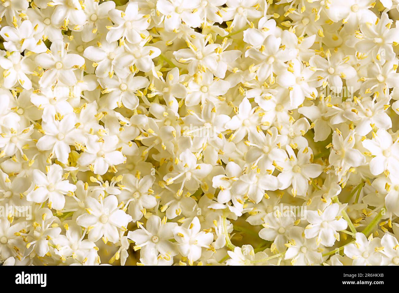 Fleurs fraîches de l'européen noir aîné, gros plan, d'en haut. Fleurs de Sambucus, également connu sous le nom de fleur de sureau, utilisées pour le jus ou le sirop. Banque D'Images