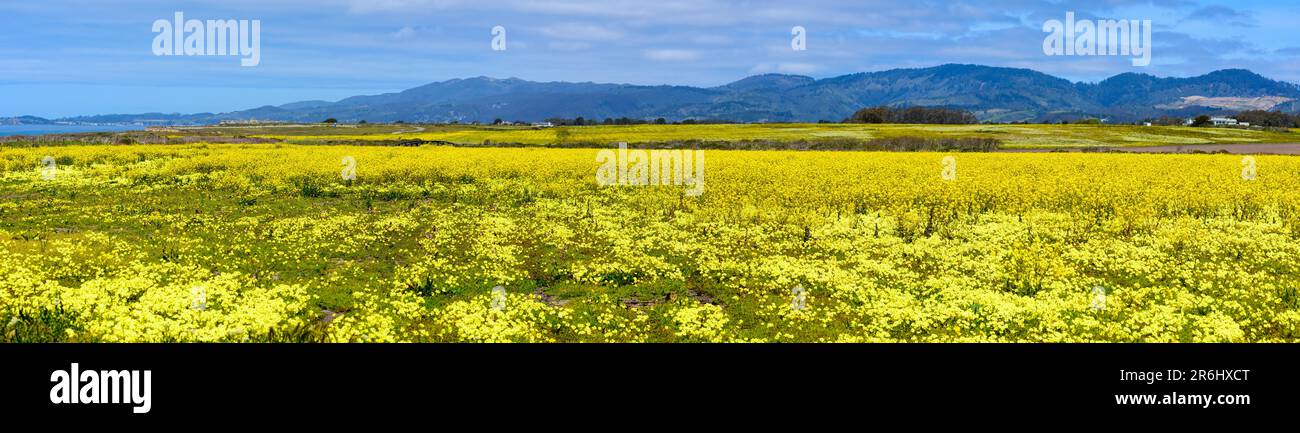 Vue panoramique sur le champ de moutarde jaune en fleur sur la côte de l'océan Pacifique, avec des collines à l'horizon près de Half Moon Bay, Californie. Banque D'Images