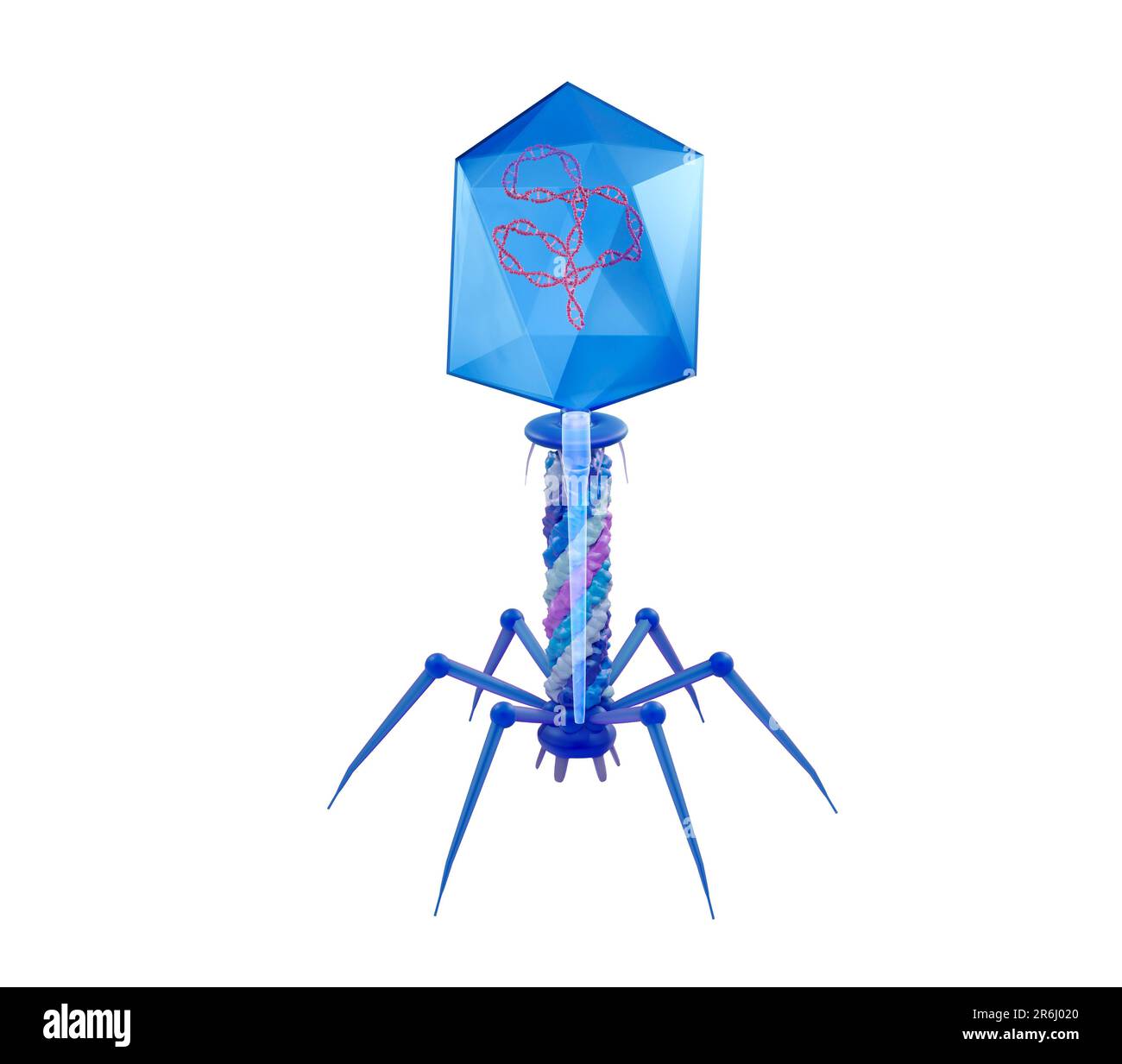 T4 bactériophage, illustration Banque D'Images