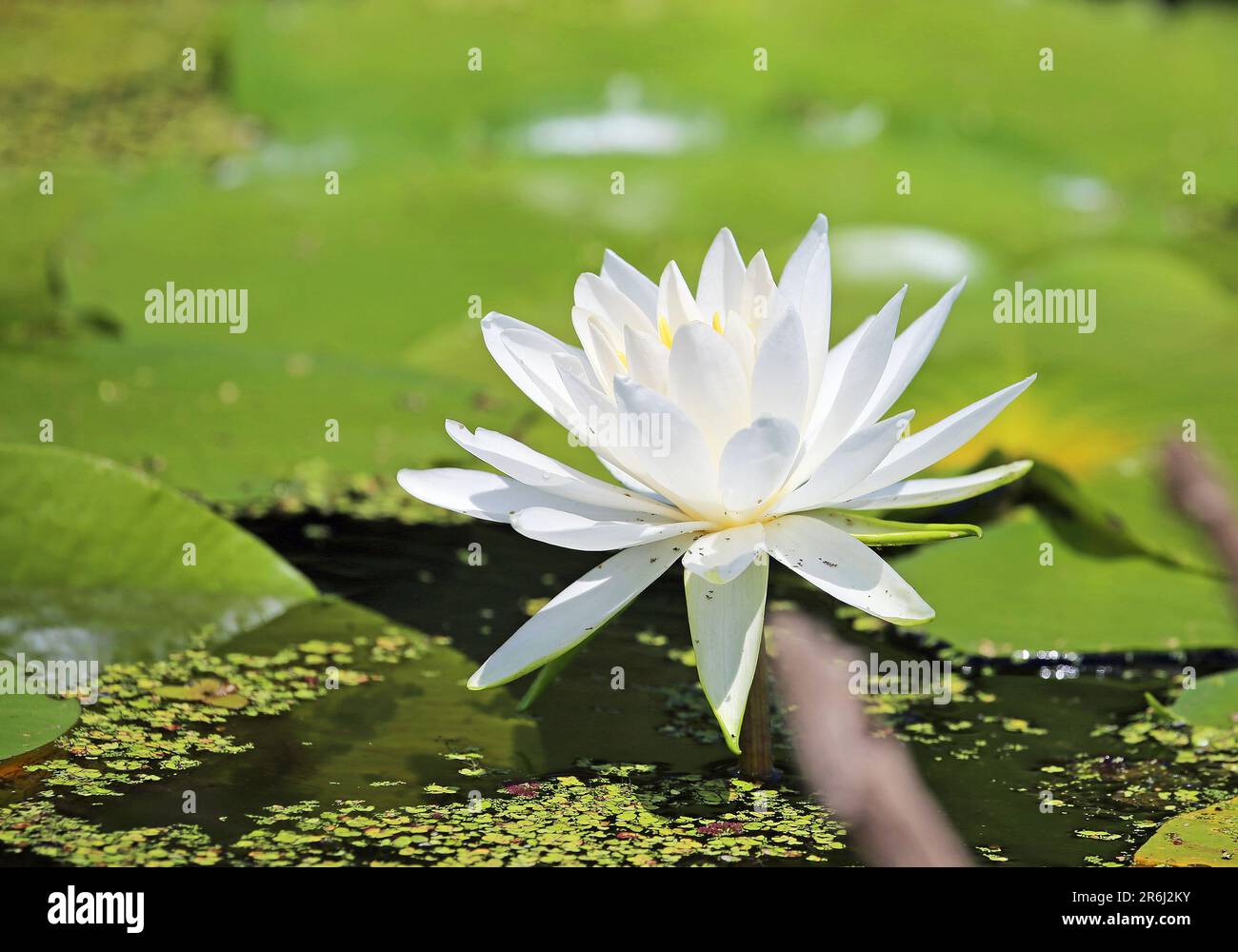 Nénuphar blanc Banque D'Images