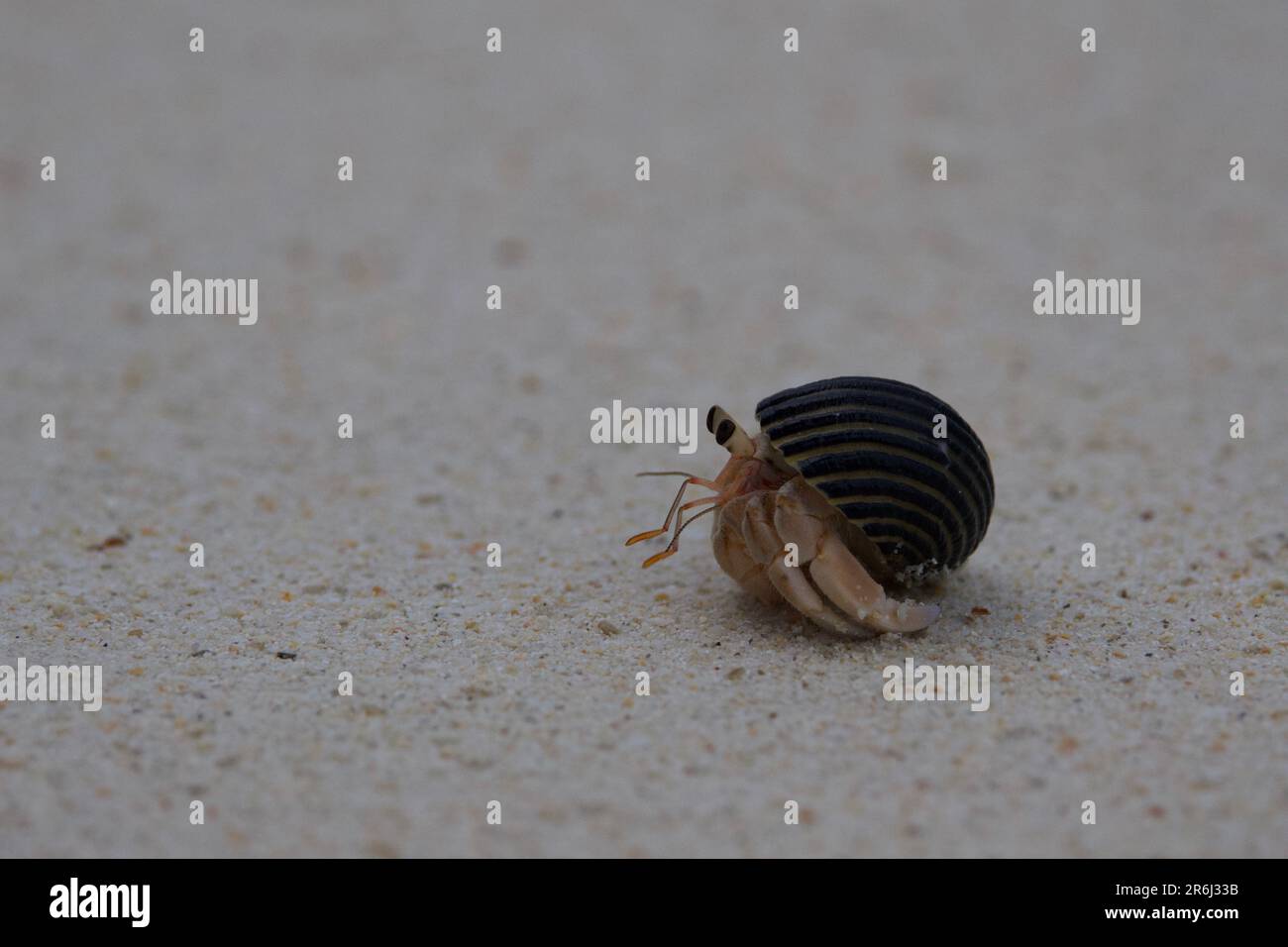 Crabes ermit, île de Racha, Thaïlande Banque D'Images