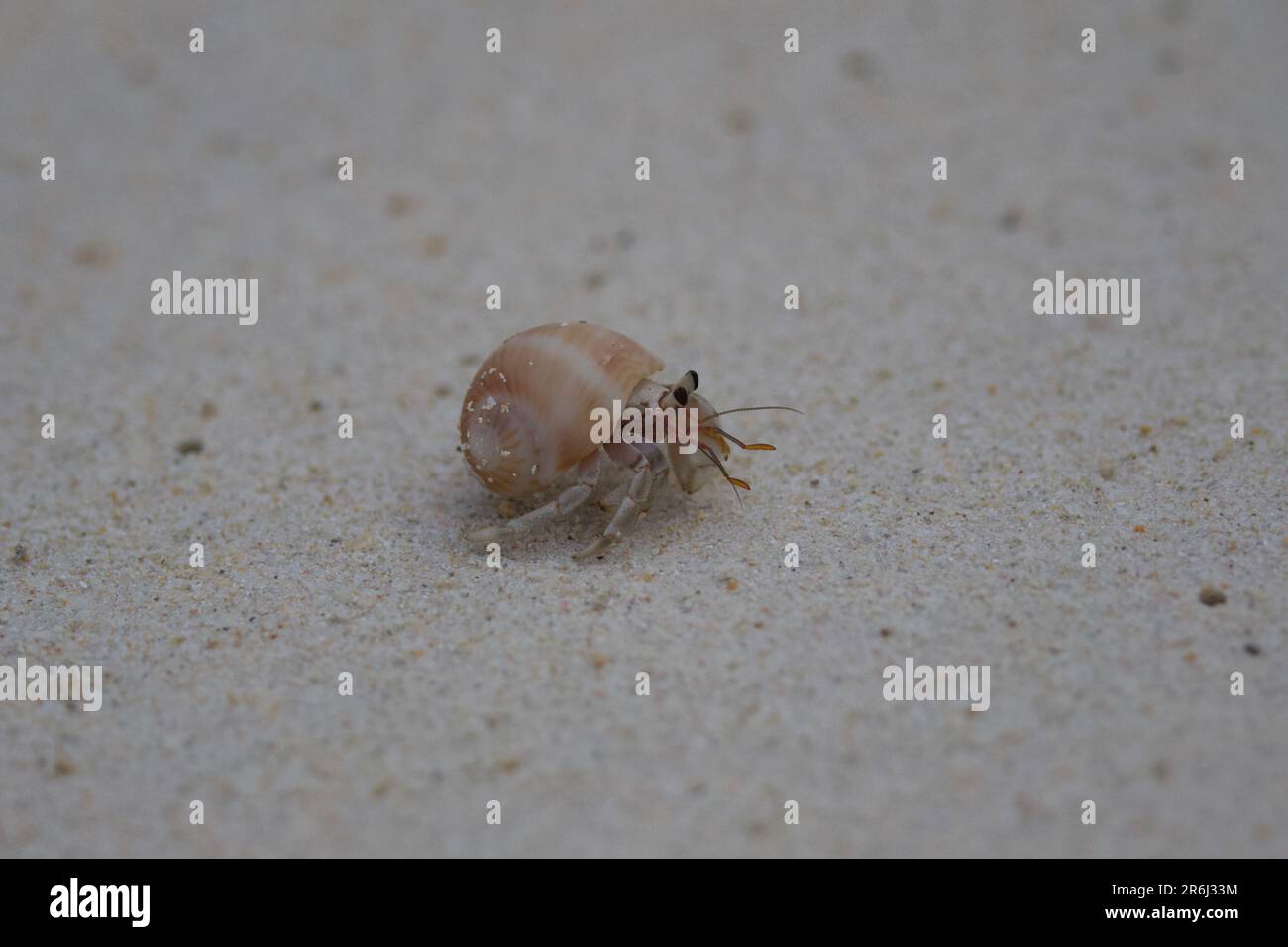 Crabes ermit, île de Racha, Thaïlande Banque D'Images