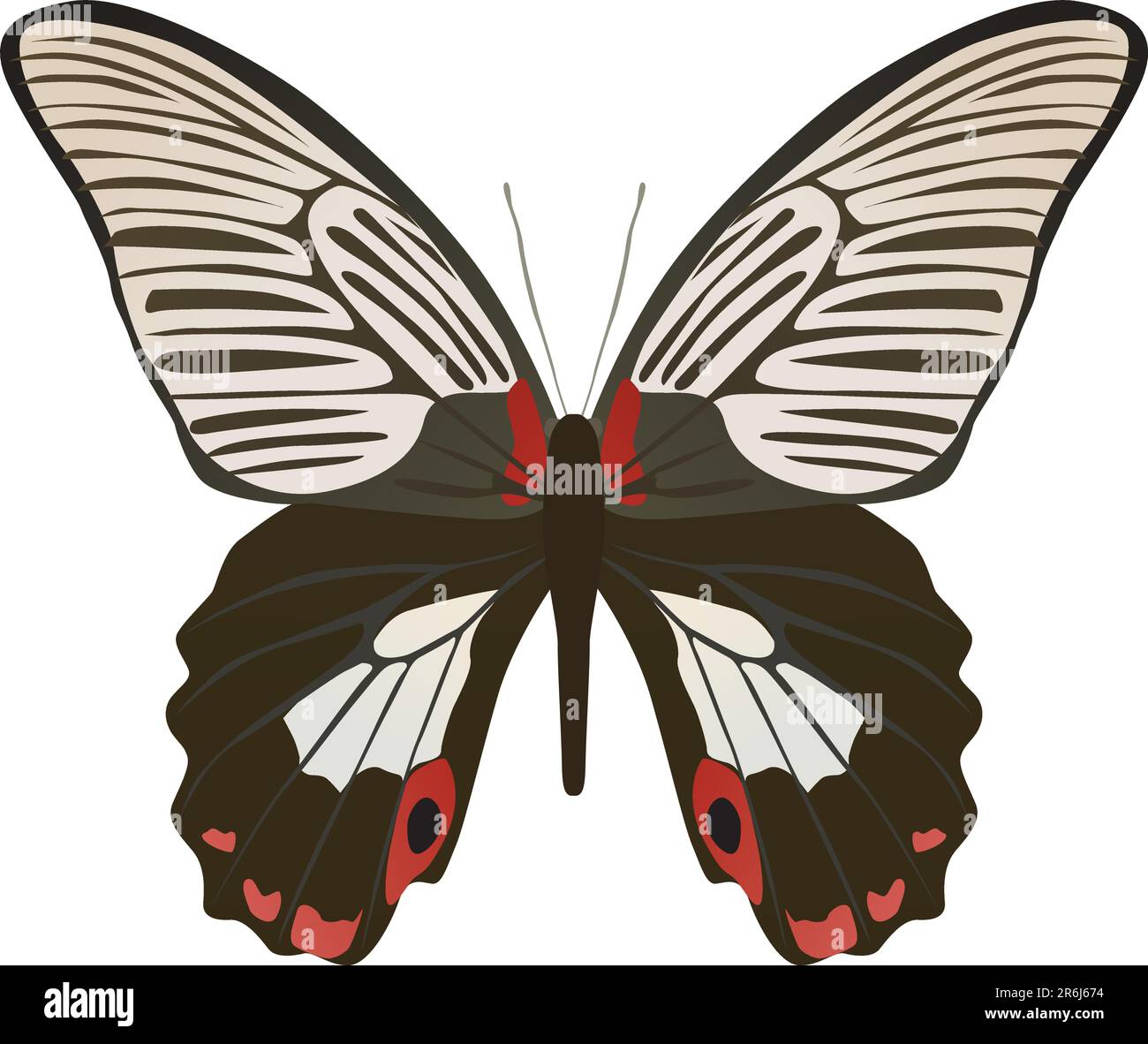 papillon sur fond blanc de couleur marron Illustration de Vecteur