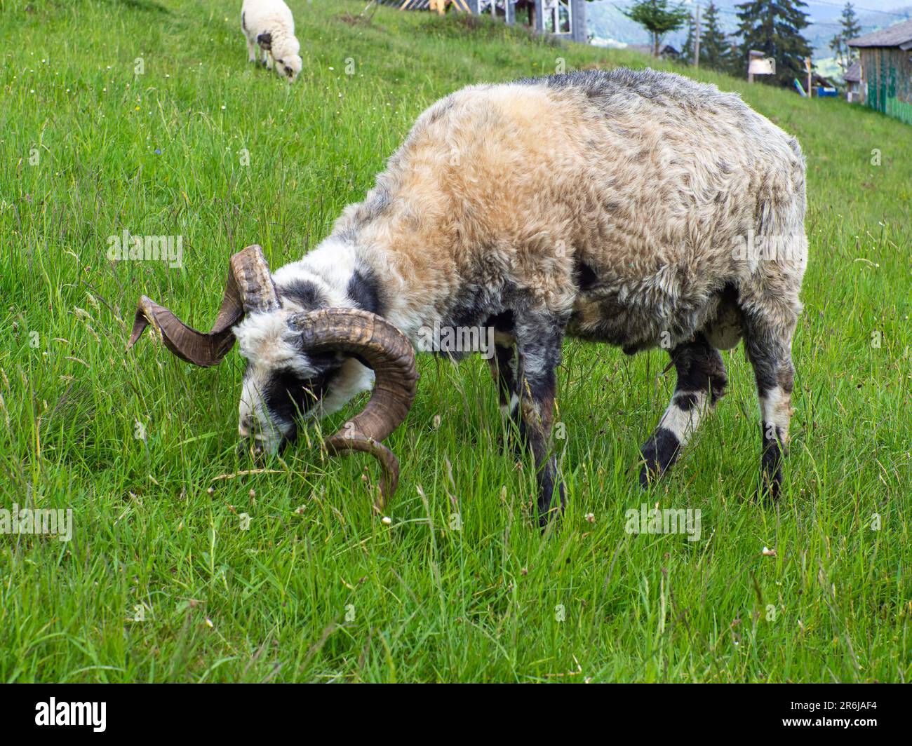 moutons moelleux avec de grandes cornes torsadées dans les montagnes carpathes par une journée ensoleillée Banque D'Images