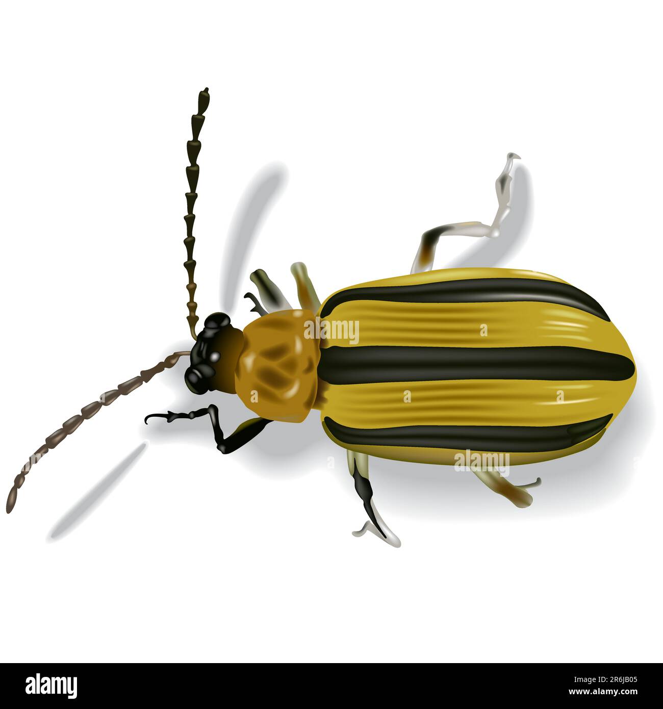 Cucumber Beetle à rayures (Acalymma vitatum) - Illustration vectorielle très détaillée. Illustration de Vecteur