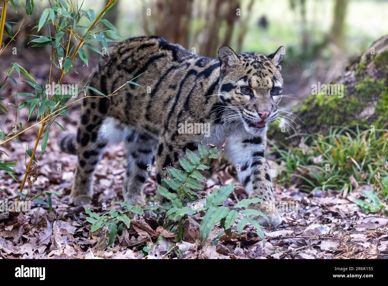 Le léopard trouble adulte, Neofelis nebulosa, traverse la sous-croissance. Ce chat est endémique aux forêts des contreforts de l'Himalaya, continent Banque D'Images