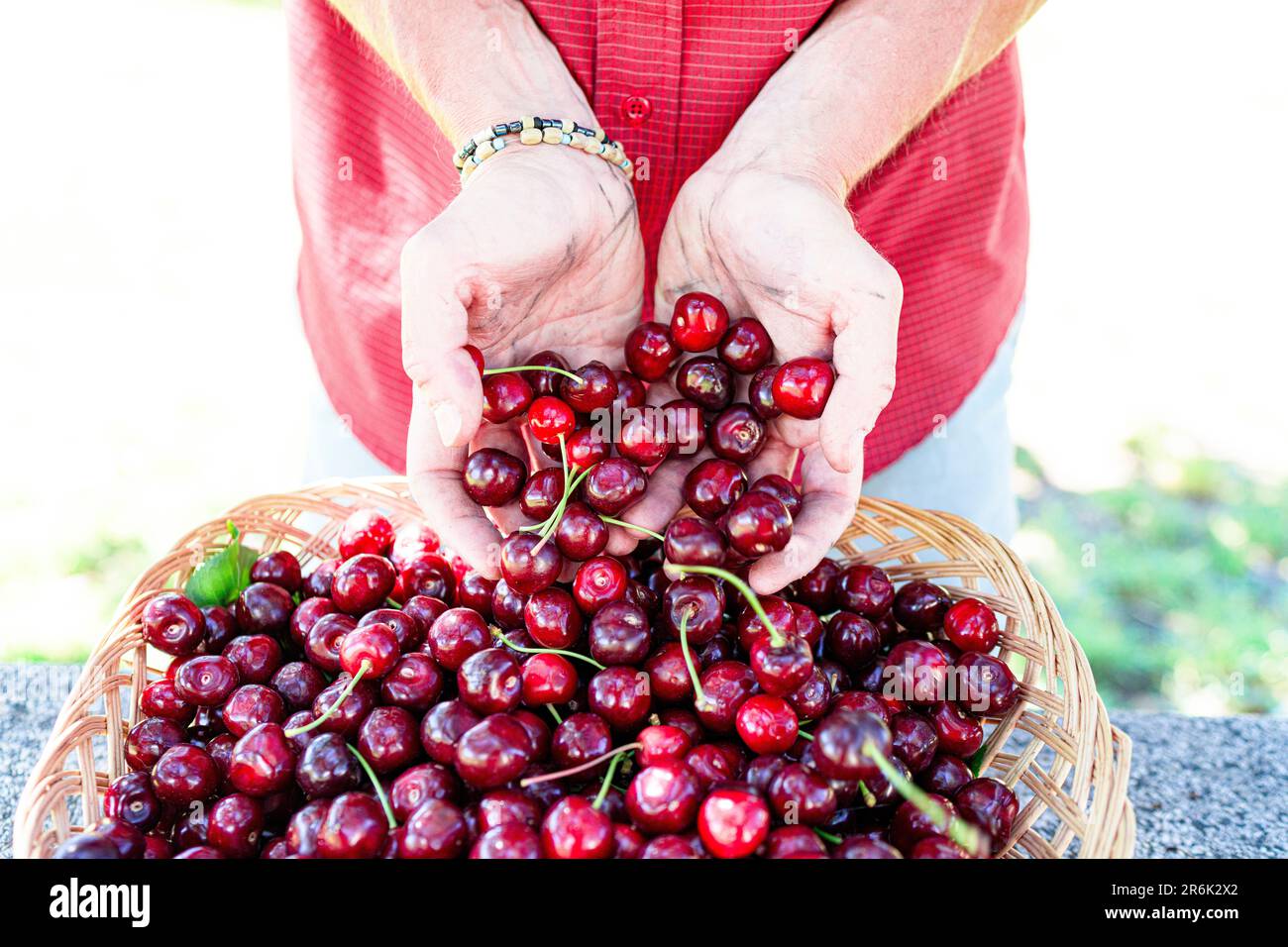 Mains de fermier montrant des cerises fraîches cueillies bio, Italie, Europe Banque D'Images