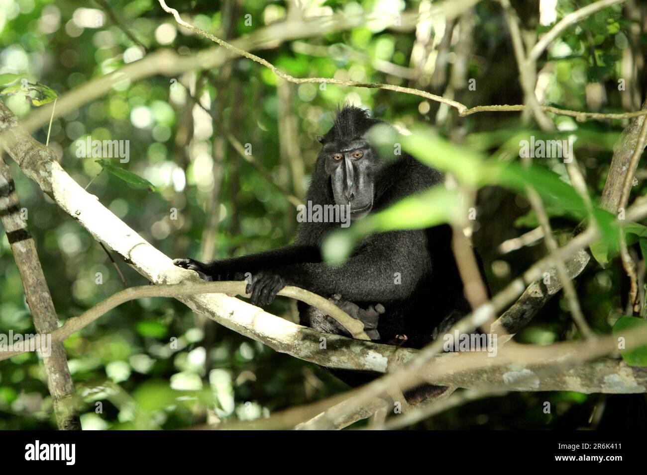 Portrait environnemental d'un macaque à crête de Sulawesi (Macaca nigra) dans la réserve naturelle de Tangkoko Batuangus, au nord de Sulawesi, en Indonésie. Le changement climatique peut progressivement changer les comportements et le cycle de reproduction de cette espèce menacée, tout en réduisant en même temps la pertinence de son habitat, ce qui pourrait les forcer à sortir d'habitats sûrs et à faire face à des conflits potentiels avec l'homme, disent les scientifiques. Le projet Macaca Nigra, une organisation axée sur la recherche et la conservation du macaque à crête, prévoit que ce primate endémique s'éteindra en 2050. Banque D'Images