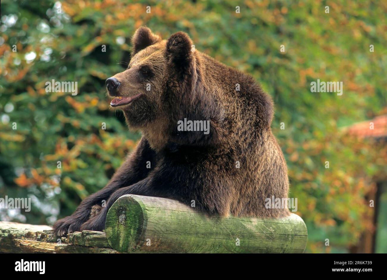 Zoo : ours brun (Ursus arctos), ours brun Banque D'Images