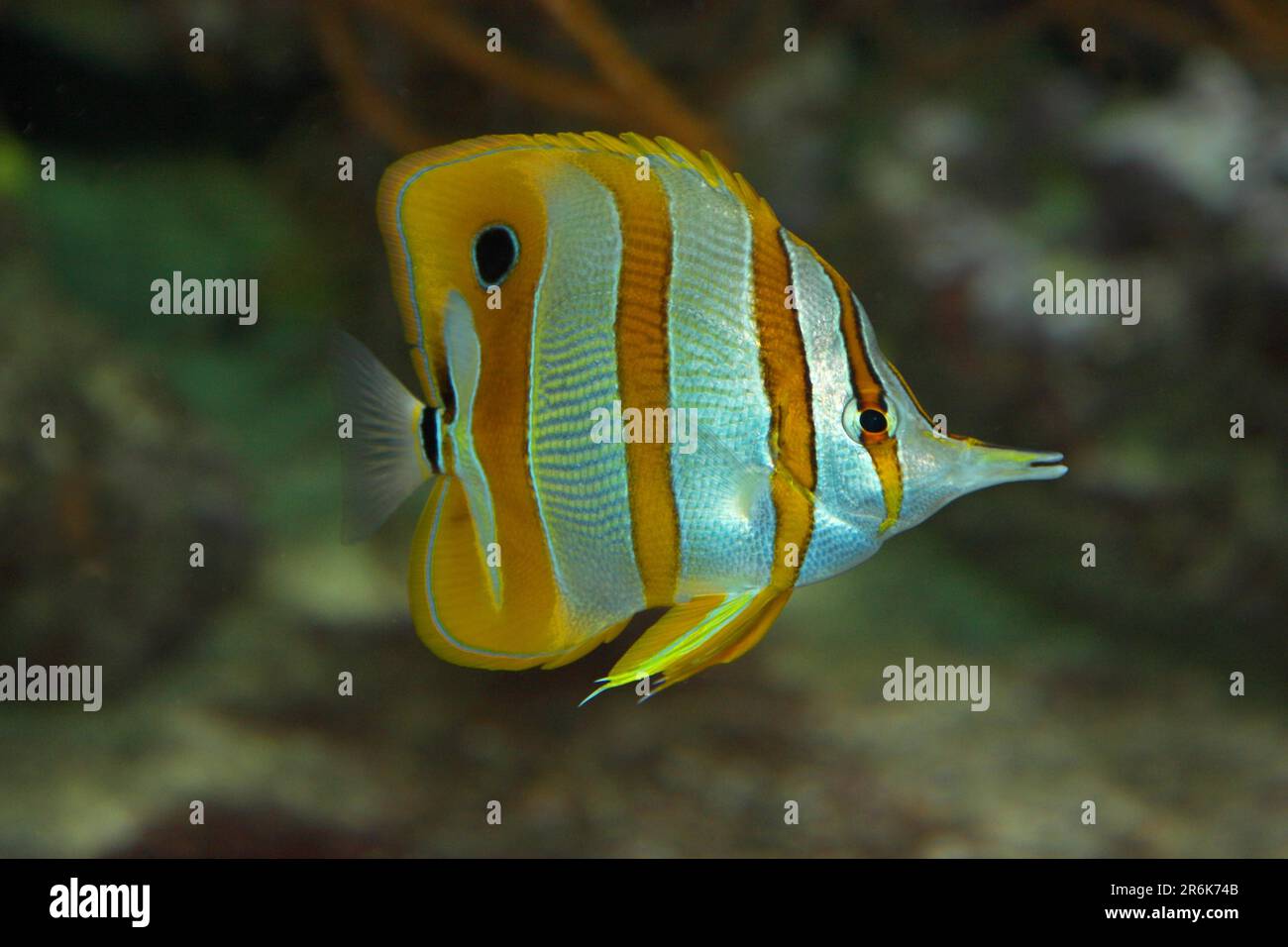 Butterflyfish rayé butterflyfish en bandes de coperband (Chelmon rostratus) Banque D'Images