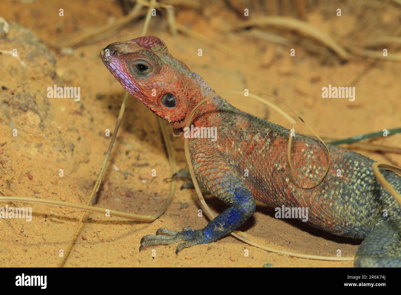 Roche à tête plate lilas Agama (Agama mwanzae) Banque D'Images