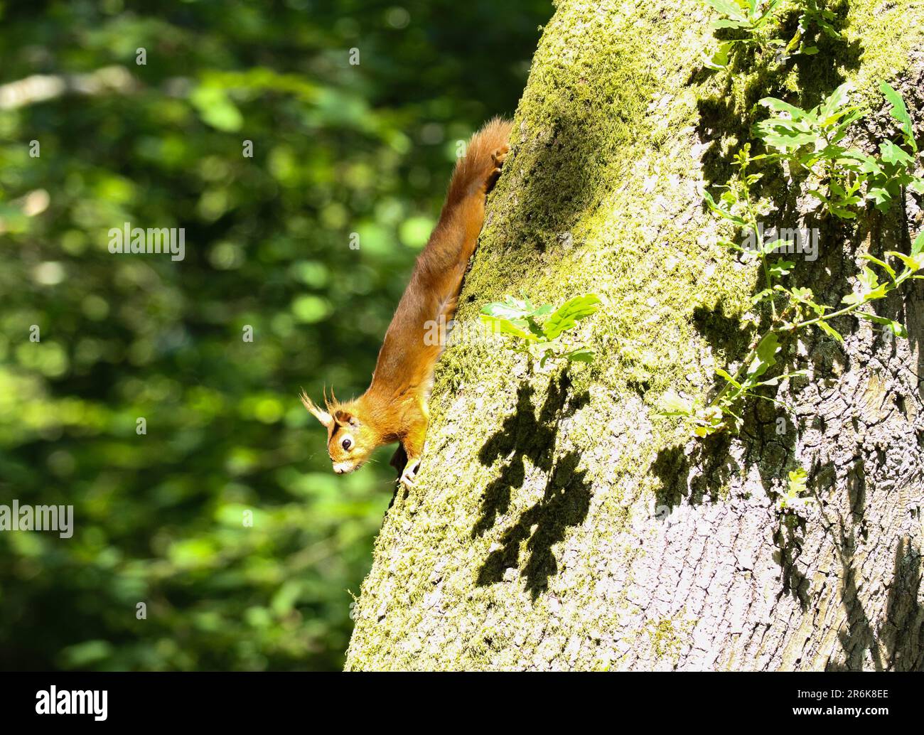 L'Écureuil roux (Sciurus vulgaris) Banque D'Images