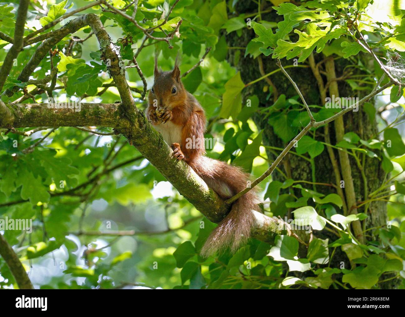 L'Écureuil roux (Sciurus vulgaris) Banque D'Images