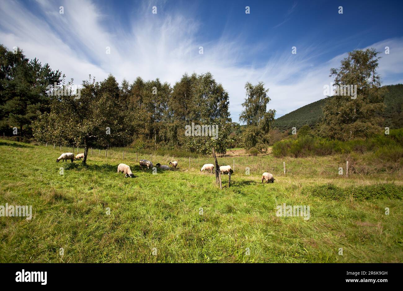 Pré d'été avec des moutons sous un ciel bleu Banque D'Images