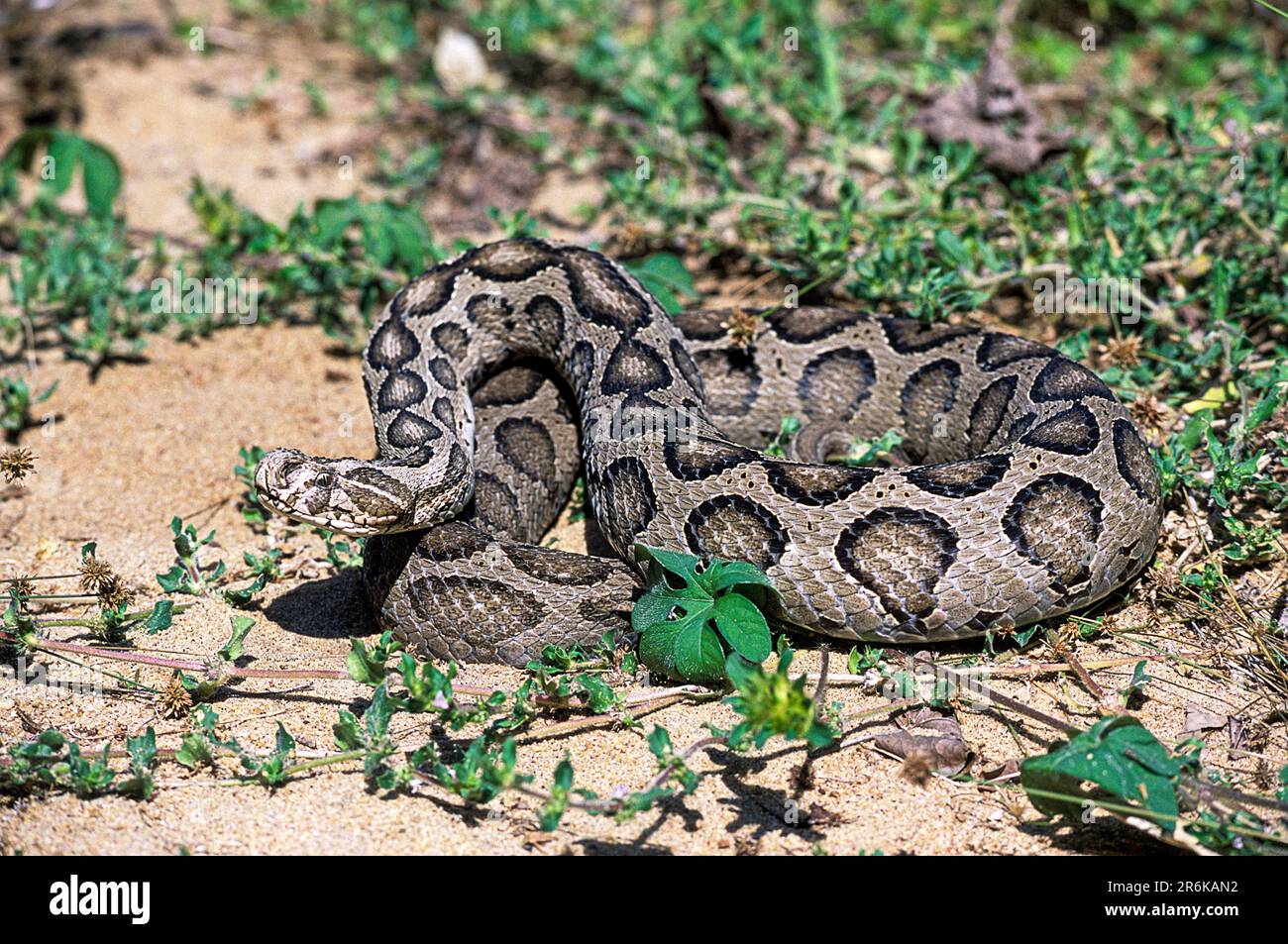 Russells Viper (Daboia russelii) captive, le Madras Crocodile Bank Trust et le Centre d'Herpétologie près de Chennai, Tamil Nadu, Inde du Sud Banque D'Images