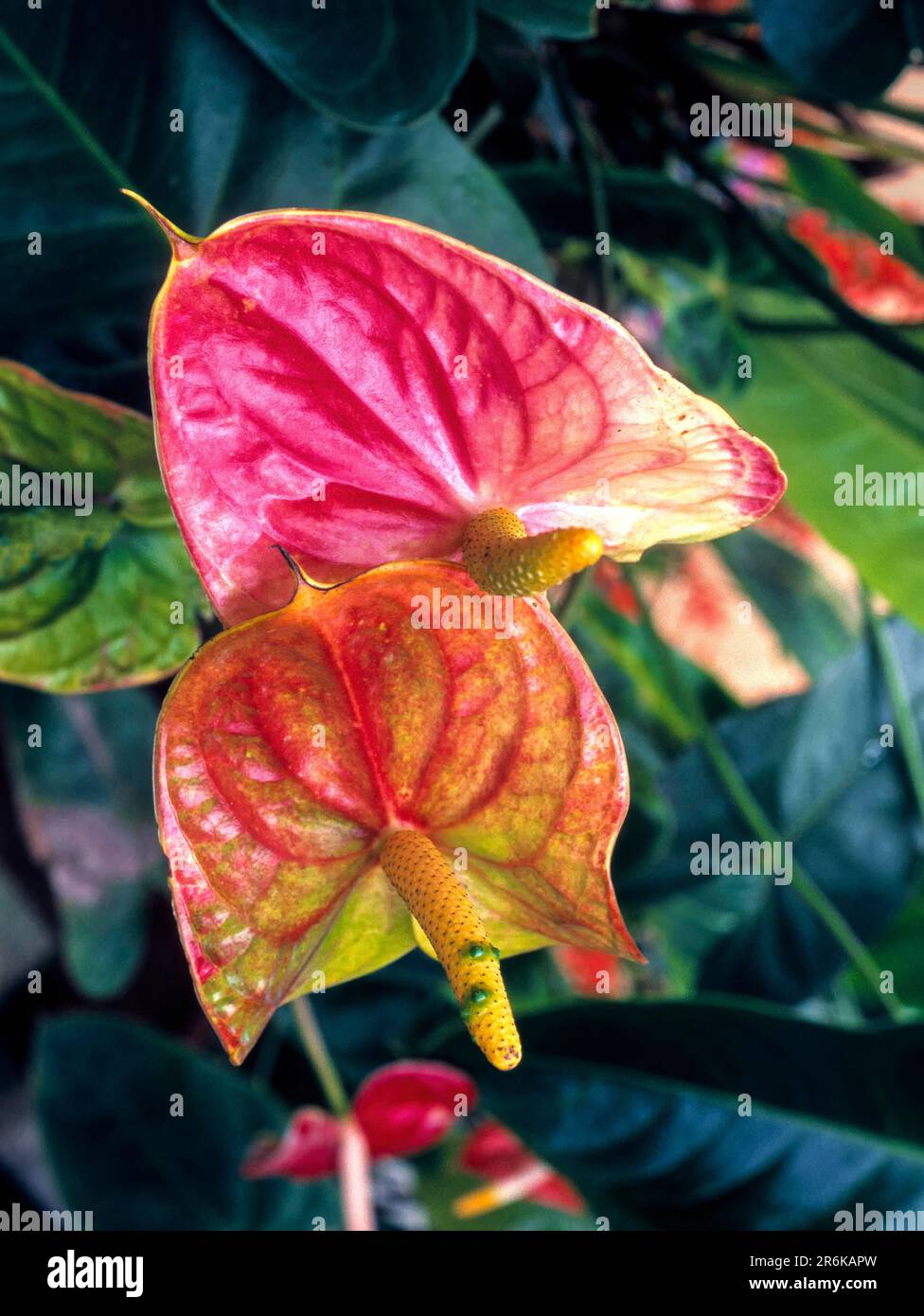 Anthurium sp. Fleurs de queue fleurs de flamants et fleurs de dentelle à Ooty Udhagamandalam, Nilgiris, Tamil Nadu, Inde du Sud, Inde, Asie Banque D'Images