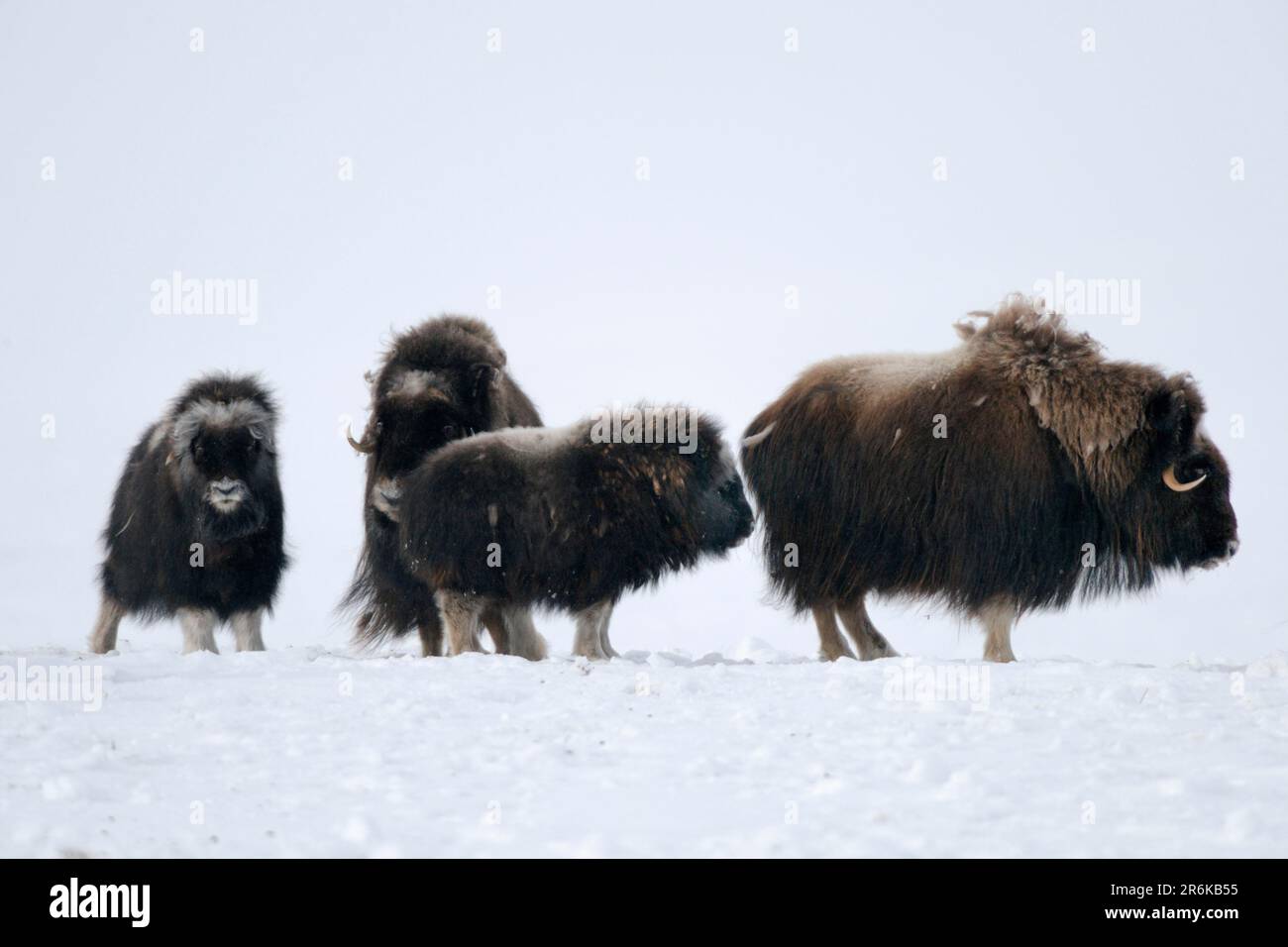 Boeufs musqués (Ovibos moschatus), troupeau avec veau, rive, Arctique, Islande, Canada Banque D'Images