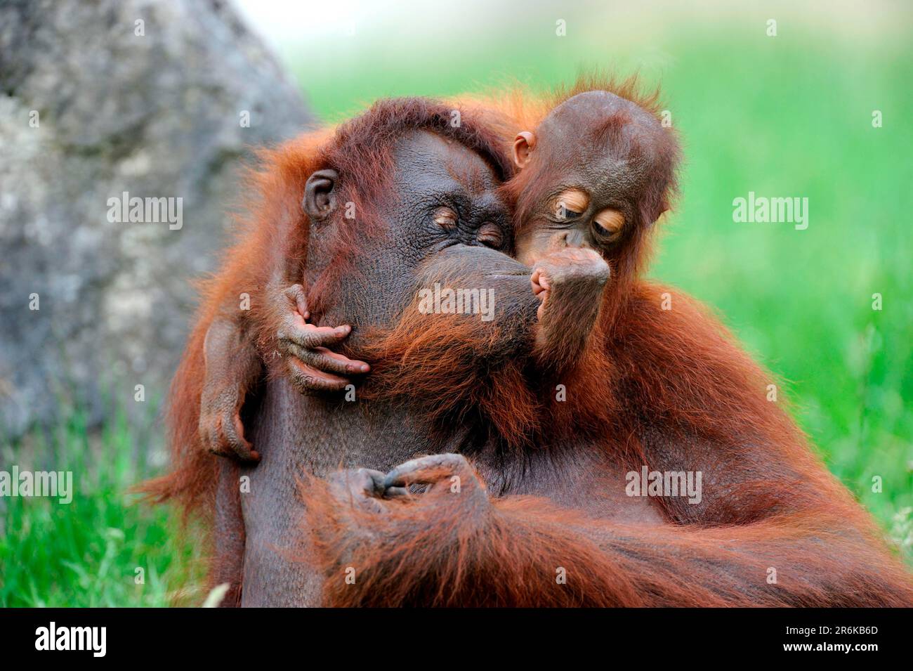 Bornéo orangutans, femelle avec jeune (Pongo pygmaeus pygmaeus) Banque D'Images