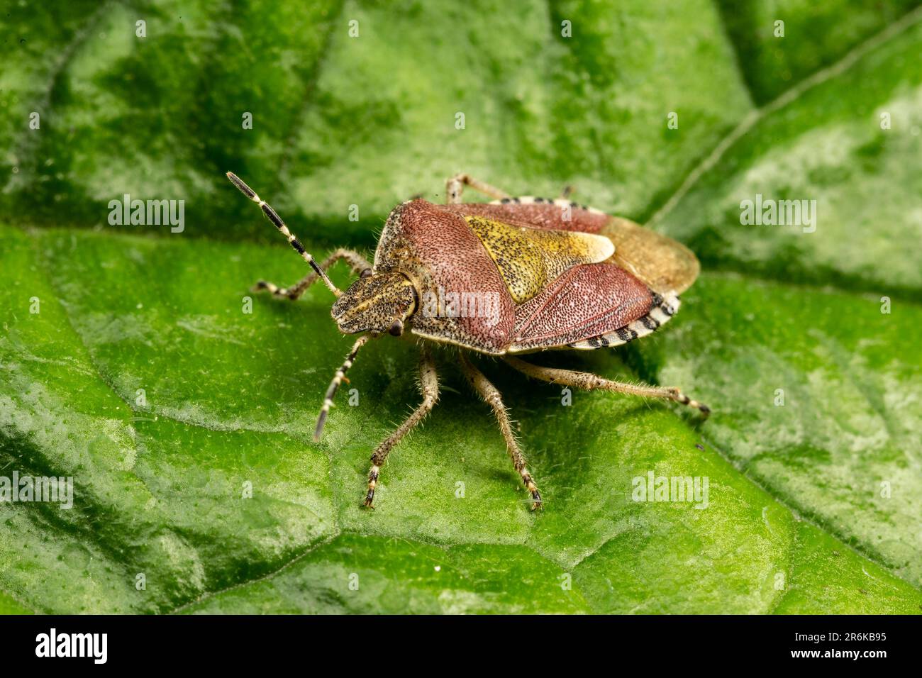 Insecte de protection de la chevelure, Dolycoris baccarum, Monbucshire, pays de Galles, Royaume-Uni Banque D'Images