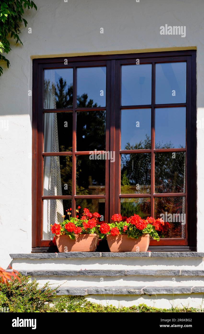 Fenêtre de chevrons avec géraniums rouges Banque D'Images