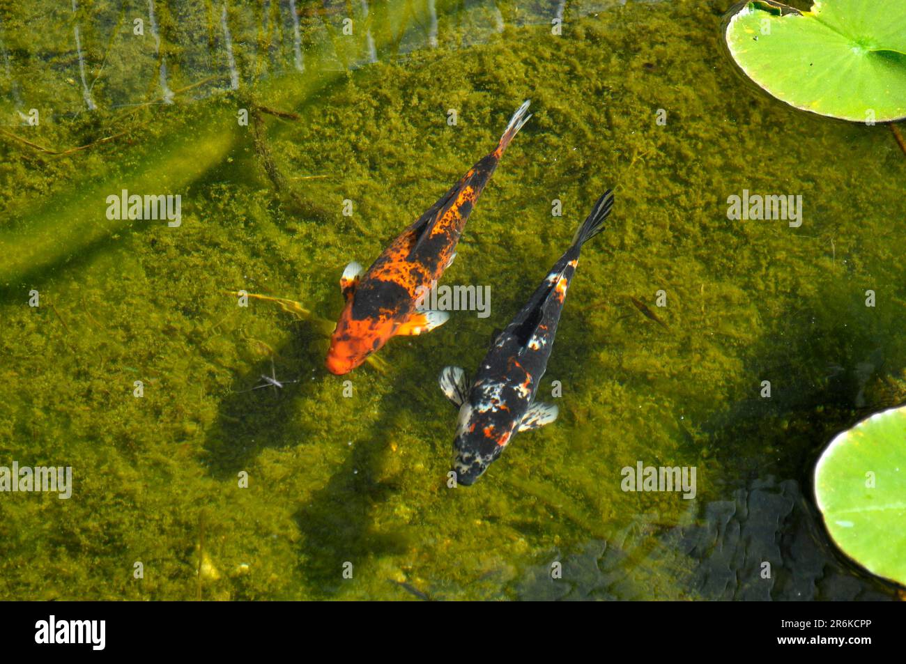 Koi japonais dans l'étang, carpe commune (Cyprinus carpio) Banque D'Images