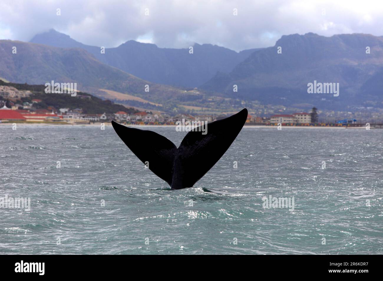 Baleine noire (Eubalaena australis), nageoire à queue, ville de Simon, Afrique du Sud (Balaena glacialis australis) Banque D'Images
