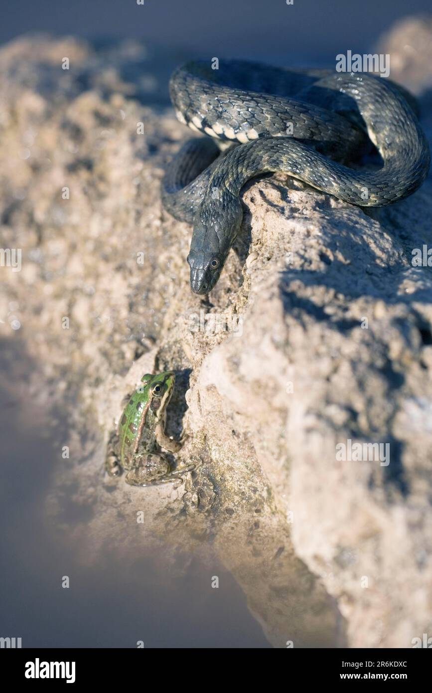 Dés de serpent et de grenouille comestible (Rana esculenta), Bulgarie (Natrix tesselata) Banque D'Images