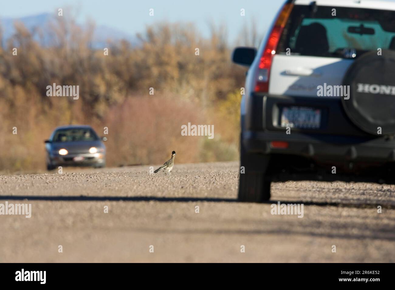 Grand roadrunner (Geococcyx californianus) sur la route, Bosque del Apache, Nouveau-Mexique, États-Unis Banque D'Images