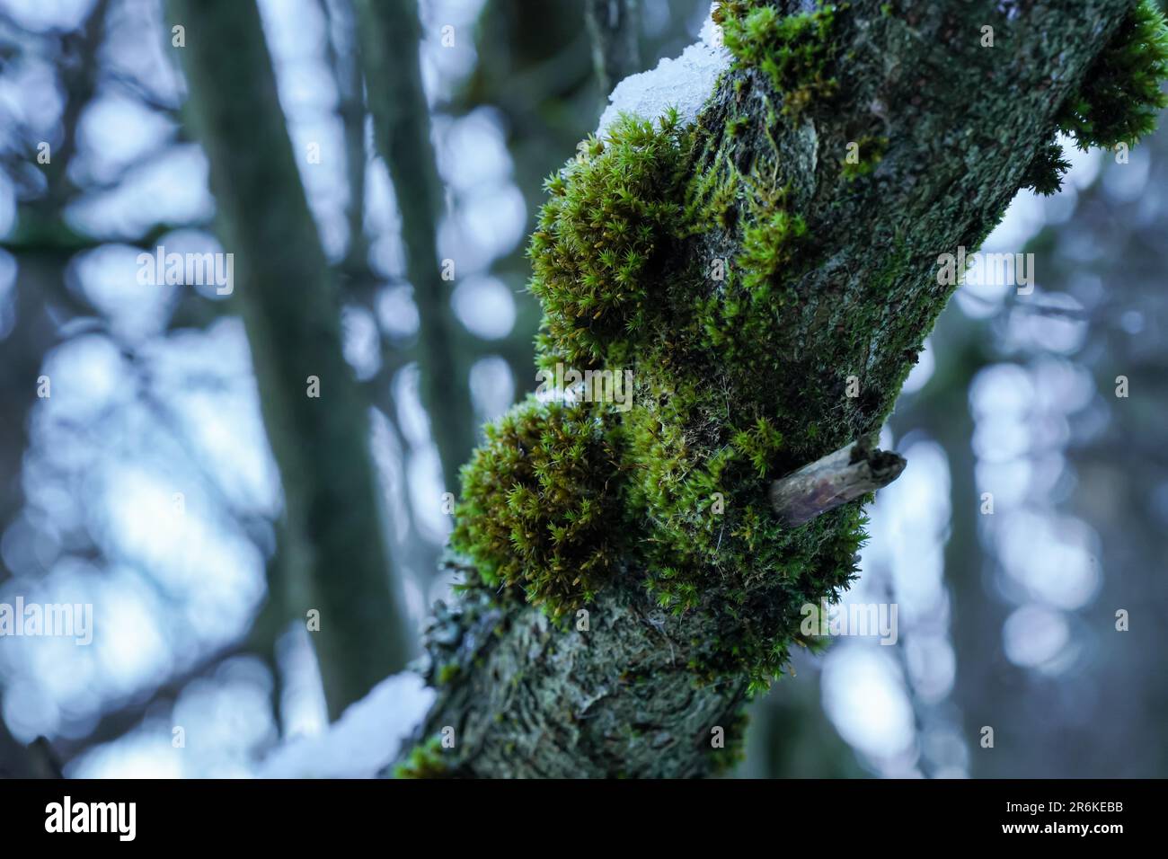 Mousse verte fine et lichen poussant dans la forêt au-dessus de l'arbre - fonte de neige près, gros plan Banque D'Images