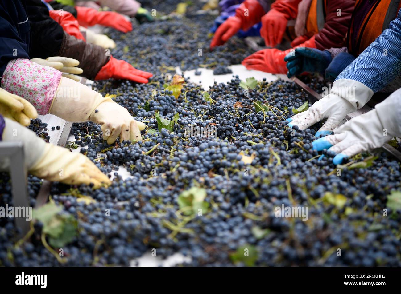 Yinchuan, région autonome de Ningxia hui en Chine. 14th octobre 2021. Les travailleurs trient les raisins dans une cave située au pied est de la montagne Helan, dans la région autonome de Ningxia hui, dans le nord-ouest de la Chine, le 14 octobre 2021. Crédit: Wang Peng/Xinhua/Alay Live News Banque D'Images