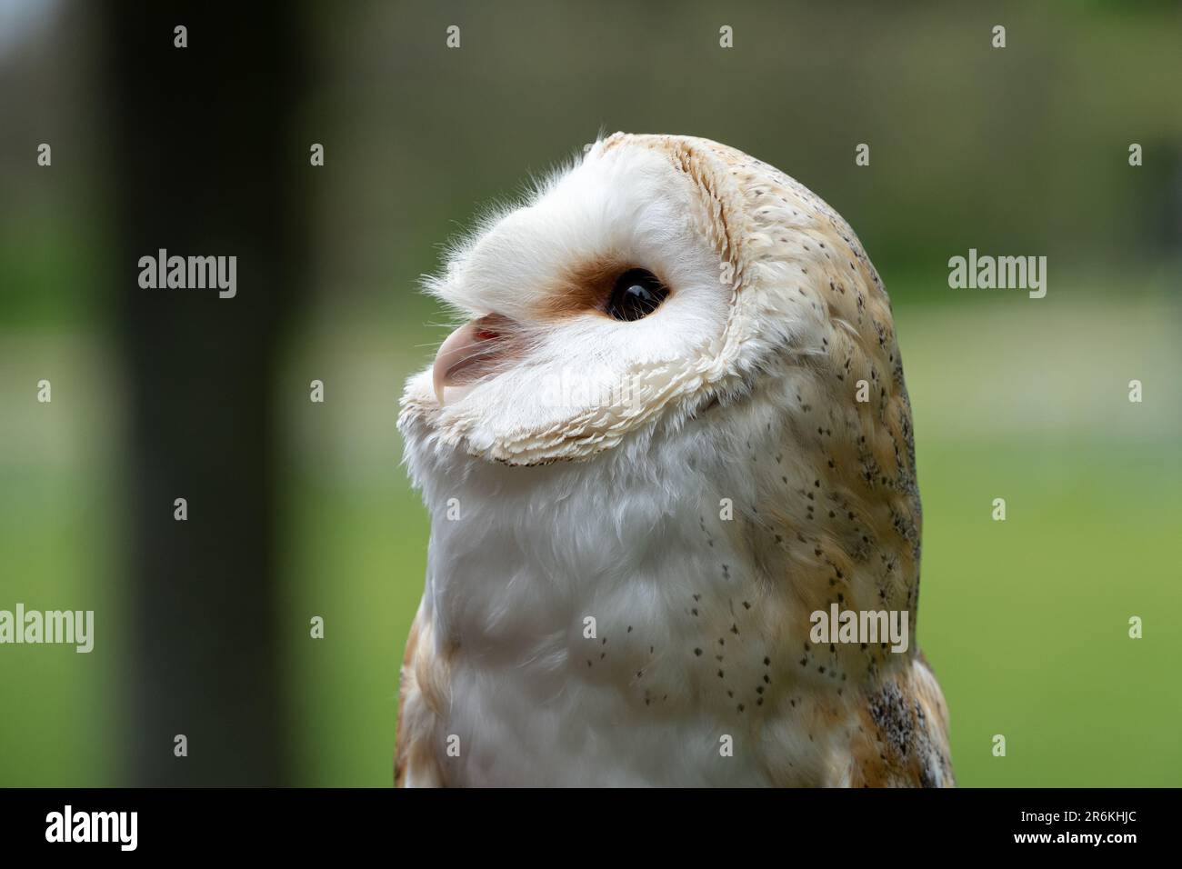 Barn Owl look Left Portrait avec détails étonnants et bokeh doux Banque D'Images