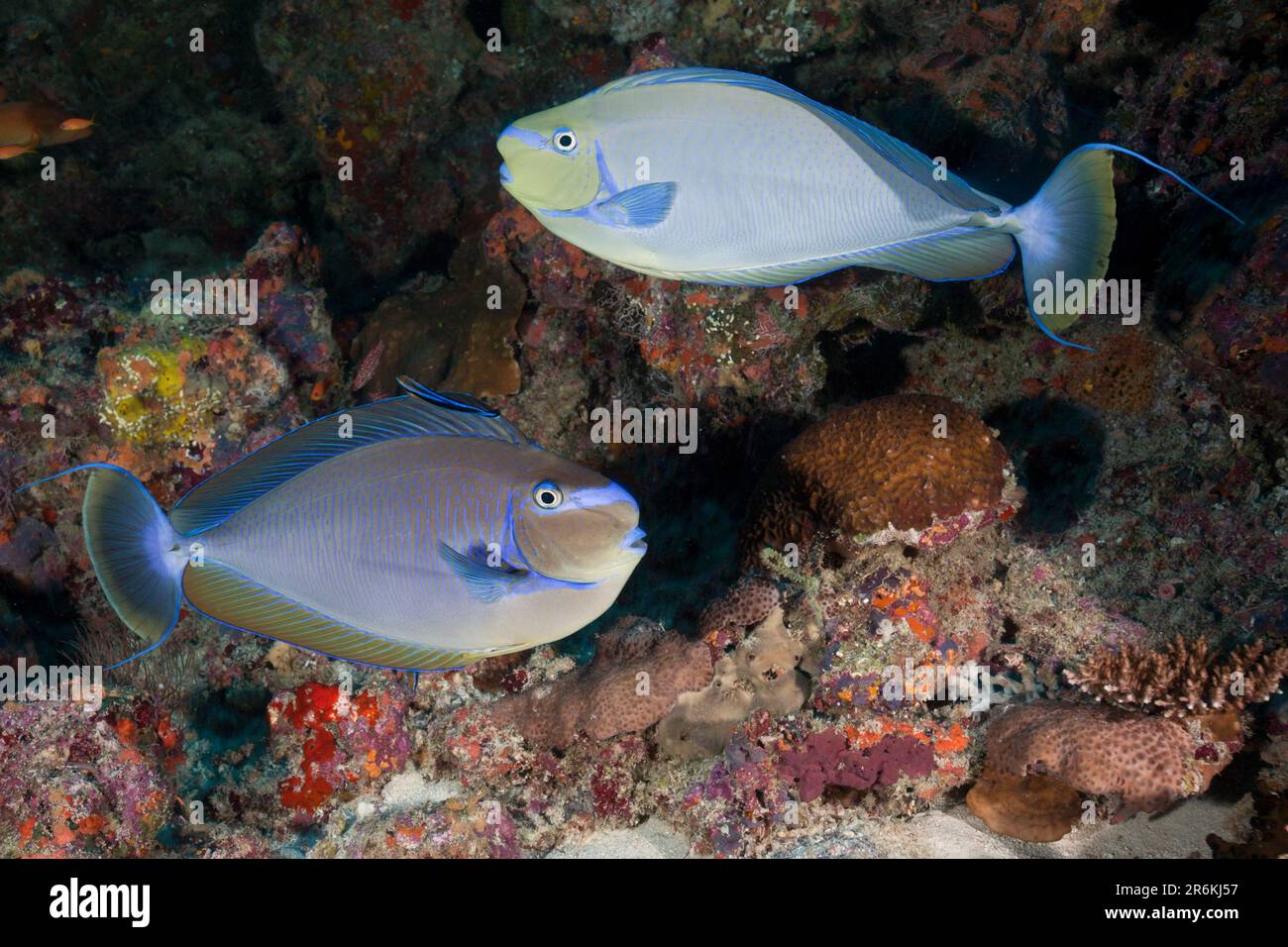 Bignoses (Naso vlamingii), Grottes de Kanooma, atoll de l'homme du Sud, médecin nez masqué, latéral, Exempté, Maldives Banque D'Images