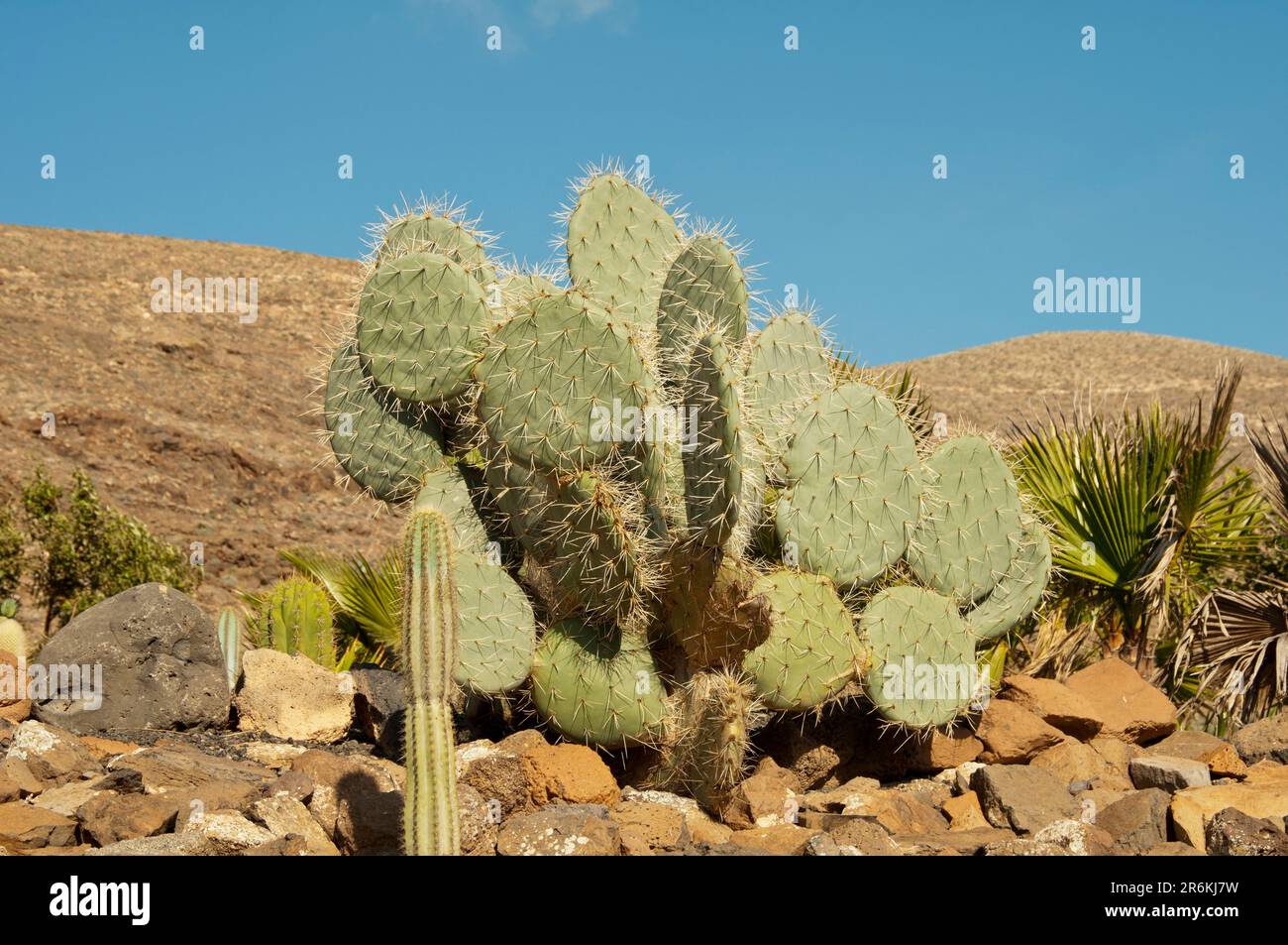 Une plante de cactus sauvage épineuse dans les îles canaries. Banque D'Images