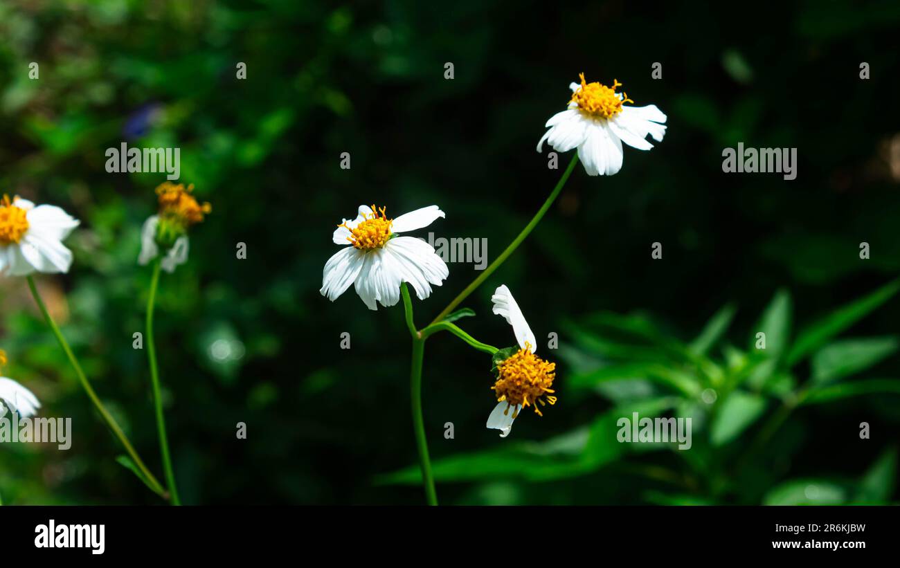 Bidens pilosa ou ajeran avec de l'eau courante comme fond Banque D'Images