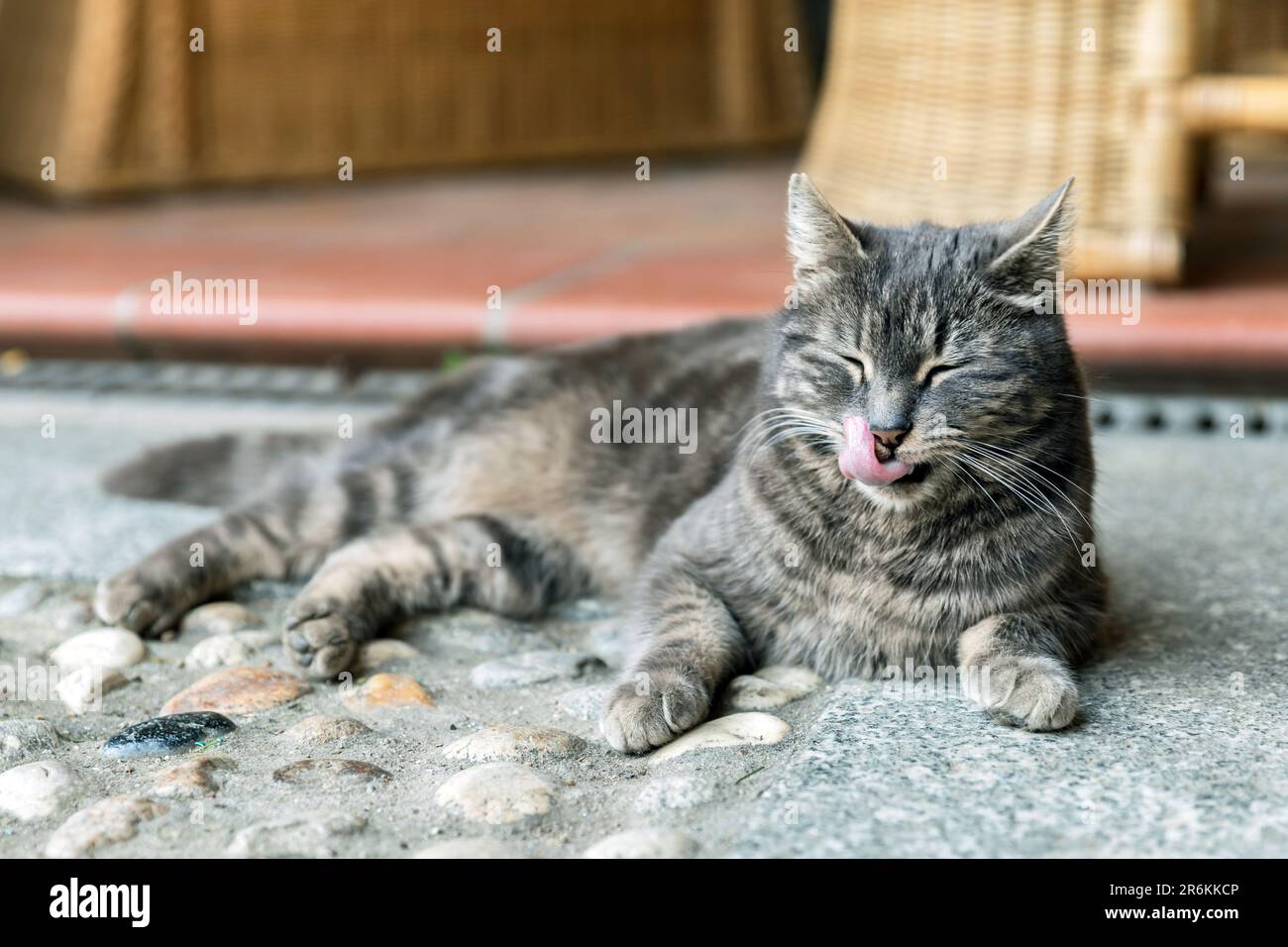 Le chat mignon se nettoie en se relaxant dans une maison de campagne en  plein air Photo Stock - Alamy