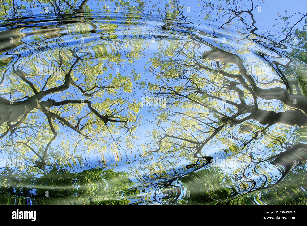 Ciel bleu, nuages blancs et verts arbres se reflétant dans l'eau. Banque D'Images