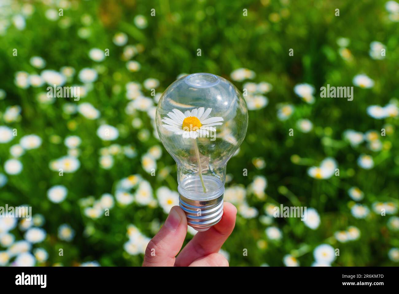 La main tient une ampoule avec une marguerette délicate nichée à l'intérieur sur un fond vert. Éclairage créatif avec une touche de nature. Banque D'Images