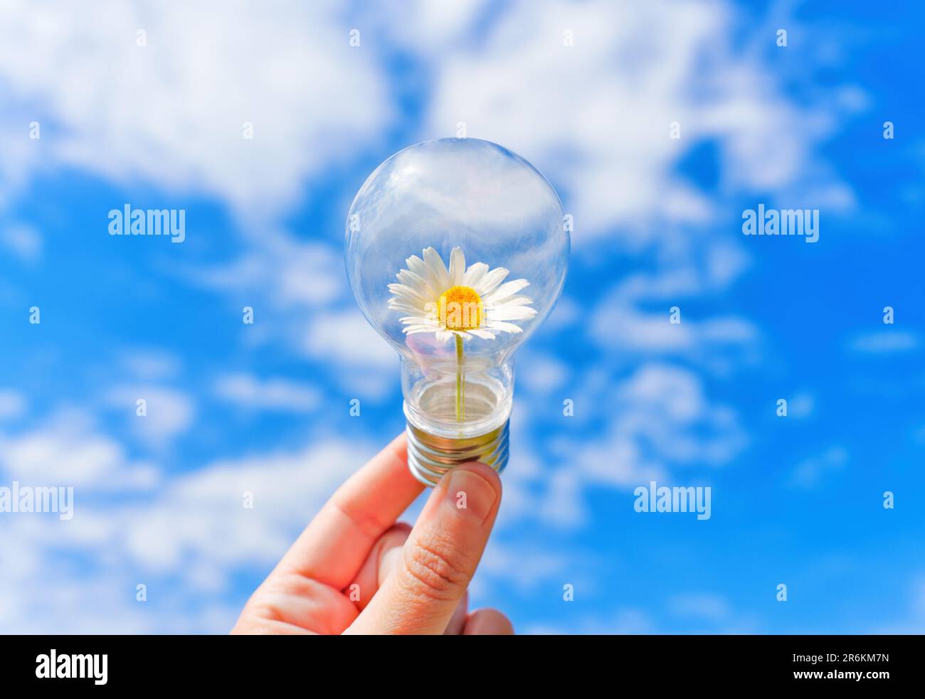 Ampoule ornée d'une délicate Marguerite, tenue à la main contre la toile d'un ciel bleu serein orné de nuages blancs moelleux. Banque D'Images