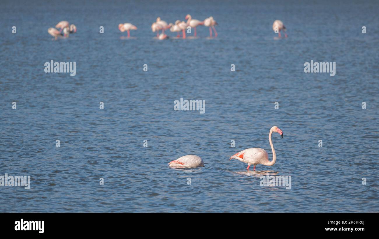 Flamants roses à Peyriac-de-Mer, France Banque D'Images