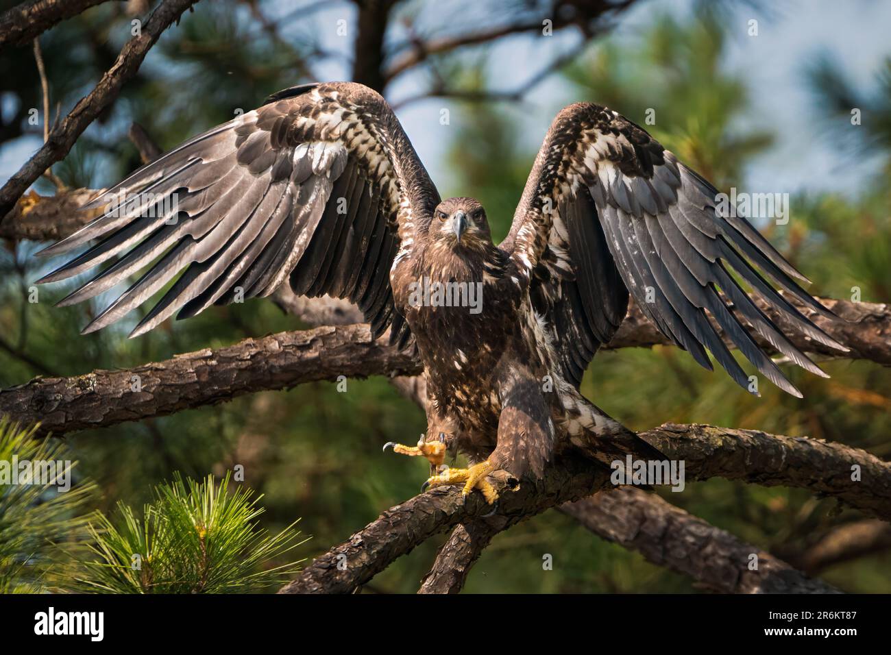 Un aigle à tête blanche américain immature. Banque D'Images