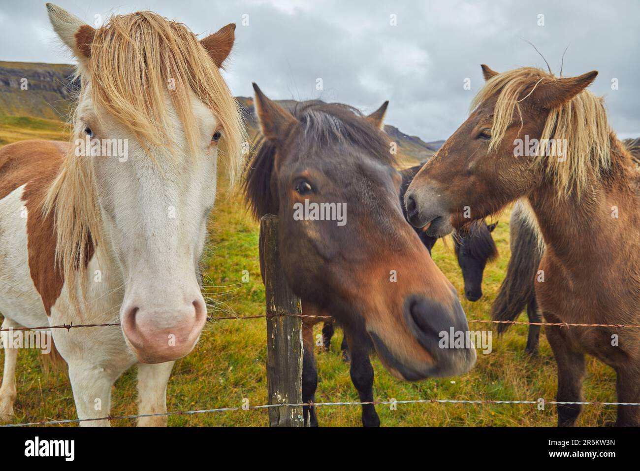 Poneys islandais à la campagne près de la ville de Stykkisholmur, péninsule de Snaefellsnes, côte ouest de l'Islande, régions polaires Banque D'Images