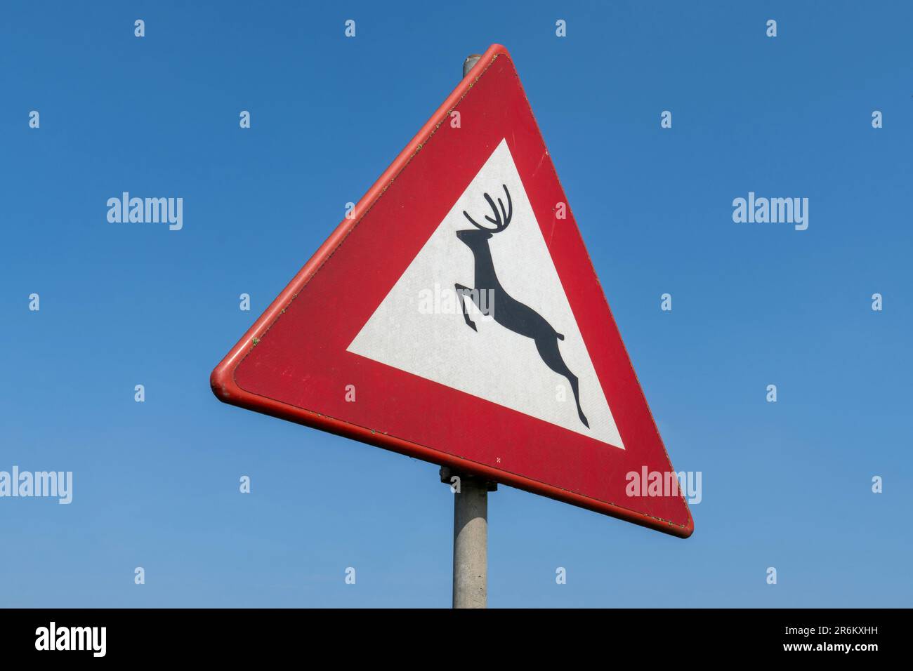 Panneau de route néerlandais : passage des animaux sauvages Banque D'Images