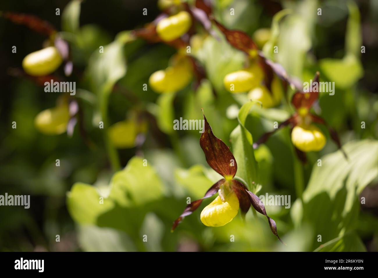 Orchidée-slipper ou Cypripedium calceolus, orchidée très rare. Banque D'Images